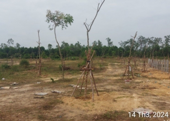 Trồng cây xanh trên đồi Trà Cai phường Hoà Thuận năm 2024: Trồng cây gỗ lớn