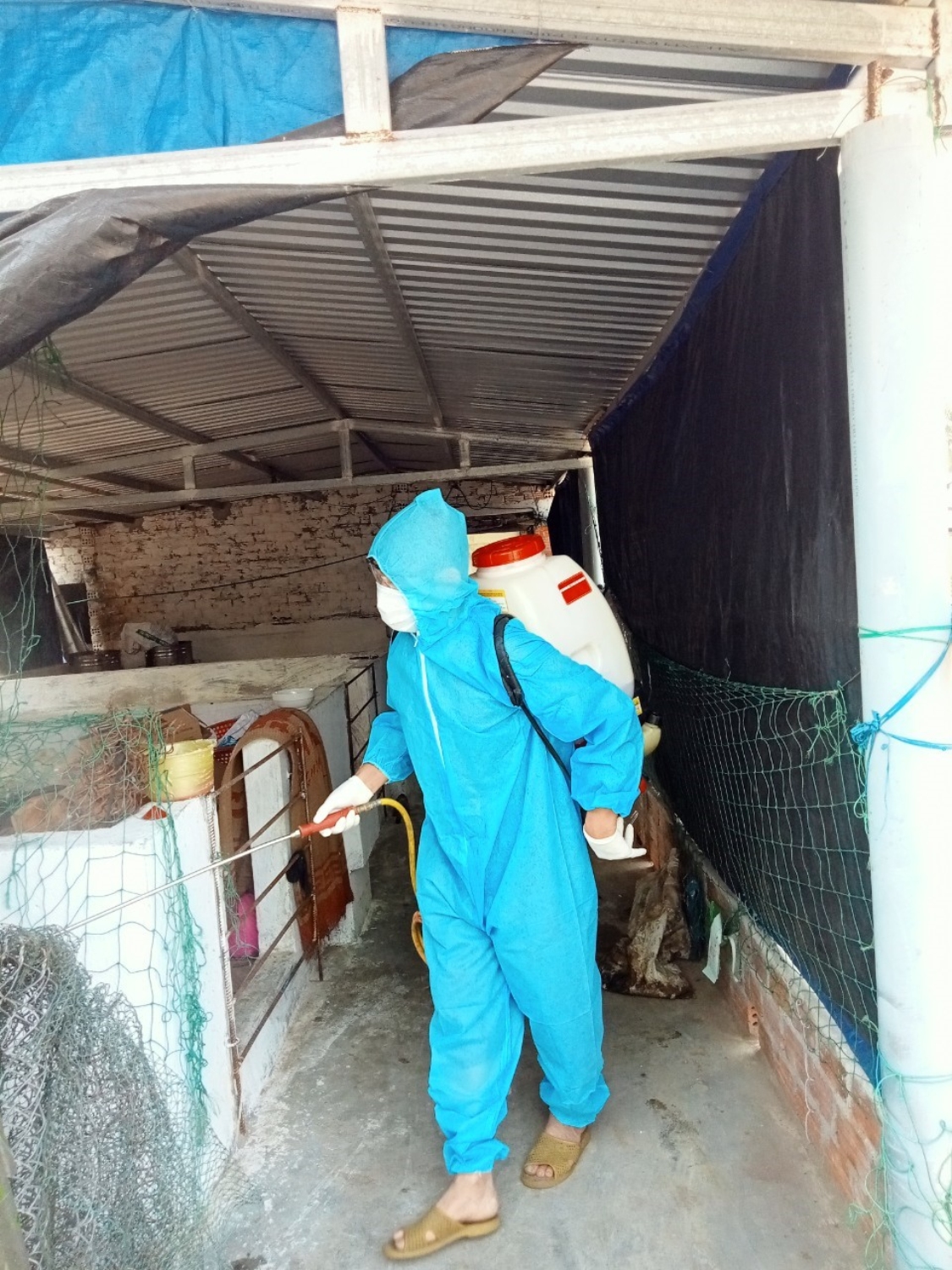 Nhân viên Thú y xã Tam Thanh đang phun tiêu độc khử trùng