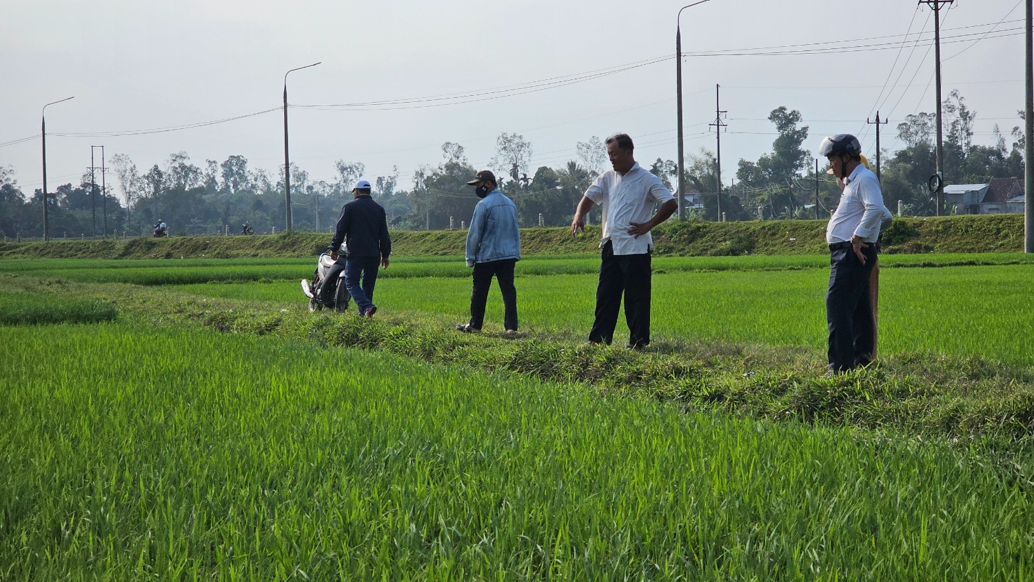 Kiểm tra mô hình lúa hữu cơ tại phường Trường Xuân