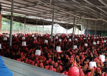 Mô hình nuôi gà cúng của nông dân Lê Văn Phú thôn Vĩnh Bình xã Tam Thăng.